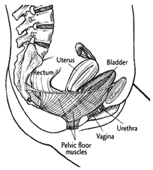 Pelvic diagram