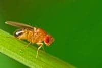 Study: Mutated Gene in Fruit Fly Holds Promise For ALS Patients