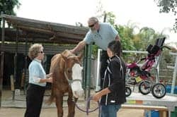 Convaid Donates Wheelchairs to Equine-Assisted Therapy Program