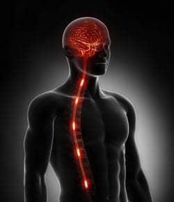 Study: Regenerated Spinal Cord Fibers May Improve Recovery in Stroke