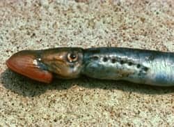 Sea Lamprey’s Nerve Regeneration Post-SCI May Hold Implications for Humans