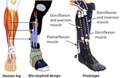 Soft, Robotic Device May Have Implications in Assisting Patients with Ankle-Foot Disorders