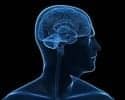 illustration of brain visible through transparent