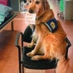 Pawsitive Outcomes
