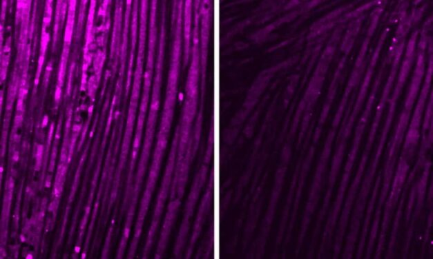 How Brain Inflammation Triggers Muscle Weakness